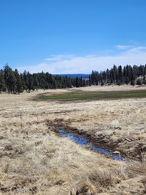Discover the Serenity of Apache-Sitgreaves National Forests outdoor detail