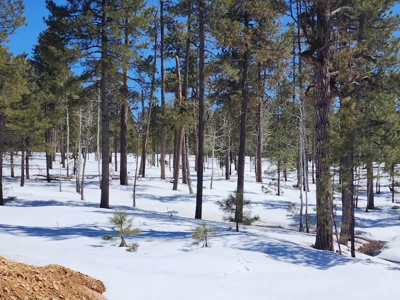 Enchanting Forest Retreat: Sitgreaves National Forest outdoor detail