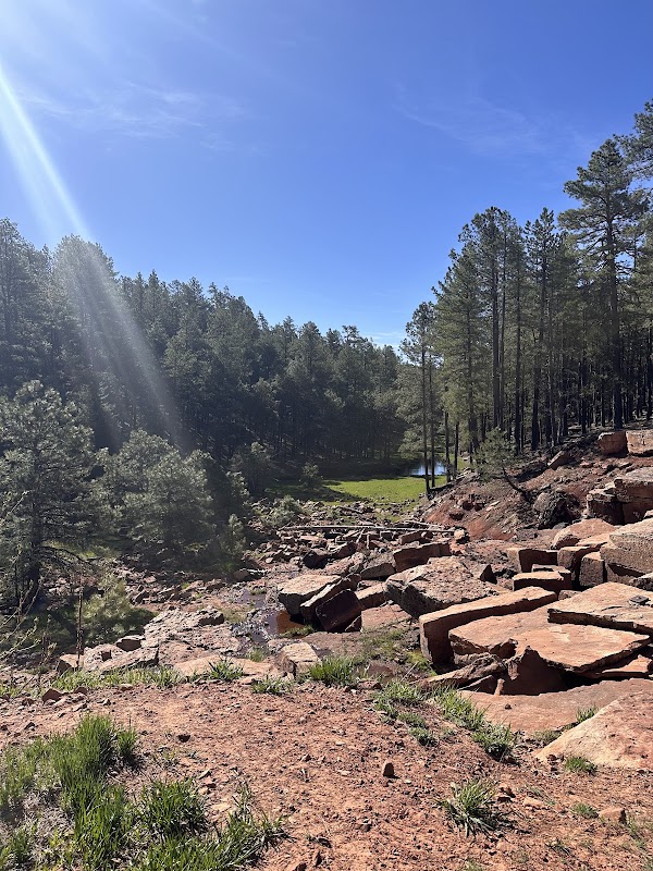 Enchanting Forest Retreat: Sitgreaves National Forest surrounding landscape