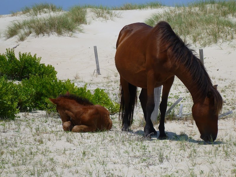 Sands and Sunsets at Currituck Beach - Currituck Beach