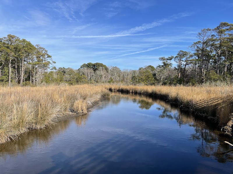 Nature's Haven: Currituck Banks Maritime Forest Trail Lookout surrounding landscape
