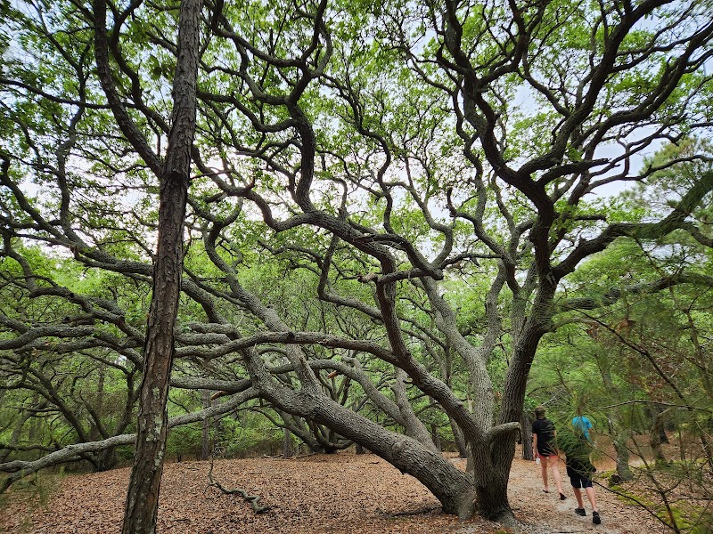 Nature's Haven: Currituck Banks Maritime Forest Trail Lookout outdoor detail