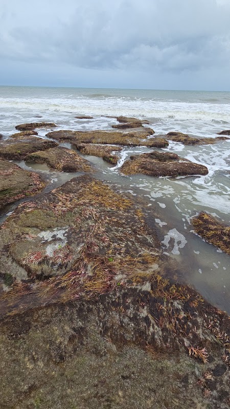 Ocean's Mosaic: Coquina Rocks at Kure Beach - Coquina Rocks