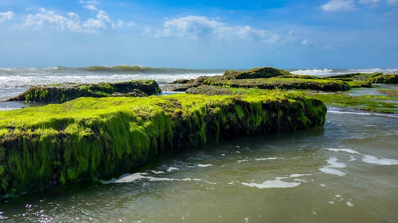 Ocean's Mosaic: Coquina Rocks at Kure Beach - Coquina Rocks