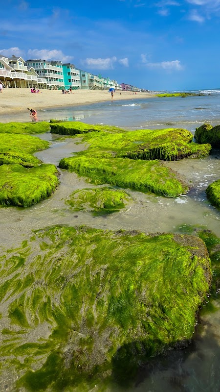Ocean's Mosaic: Coquina Rocks at Kure Beach - Coquina Rocks