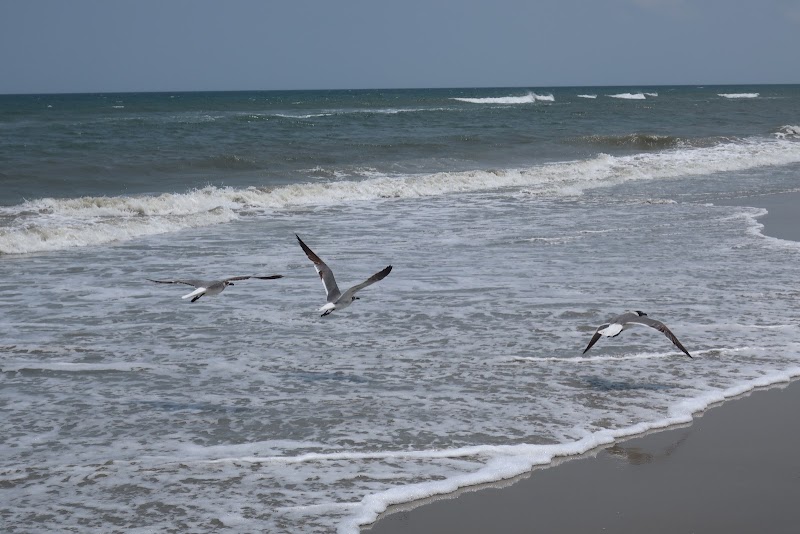 Wonders of Currituck Outer Banks surrounding landscape