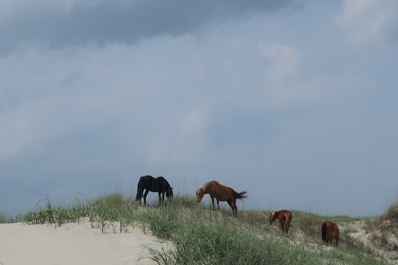 Wonders of Currituck Outer Banks outdoor detail