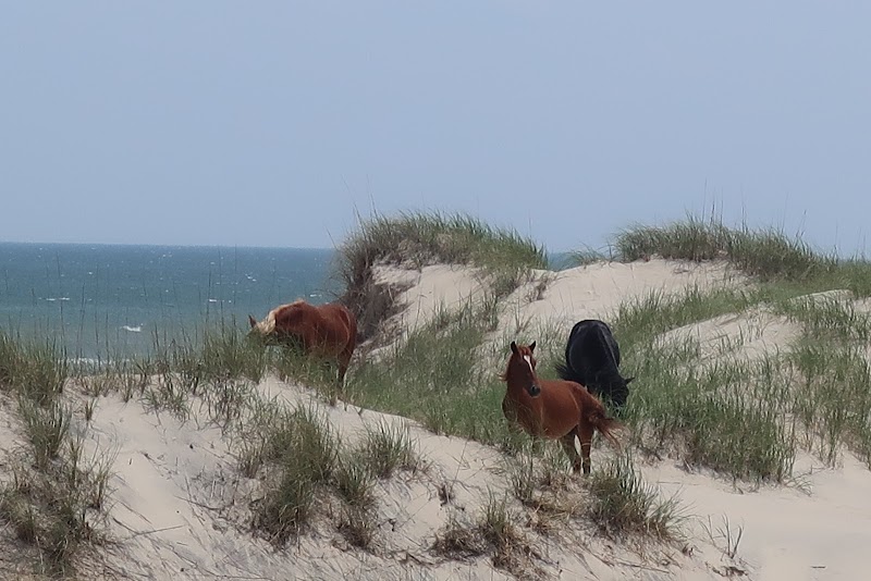 Wonders of Currituck Outer Banks - Currituck Outer Banks Preserve Dedicated Nature Preserve