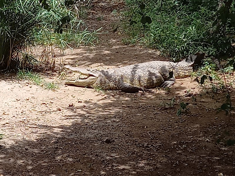 Wild Wonders at Victoria Falls Crocodile Park - Victoria Falls Crocodile Park