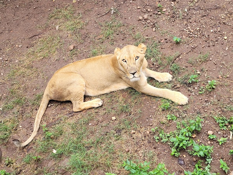 Wild Wonders at Victoria Falls Crocodile Park - Victoria Falls Crocodile Park