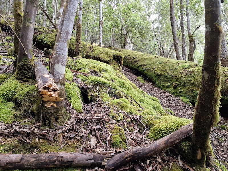 Cascading Beauty: Discovering Russell Falls surrounding landscape