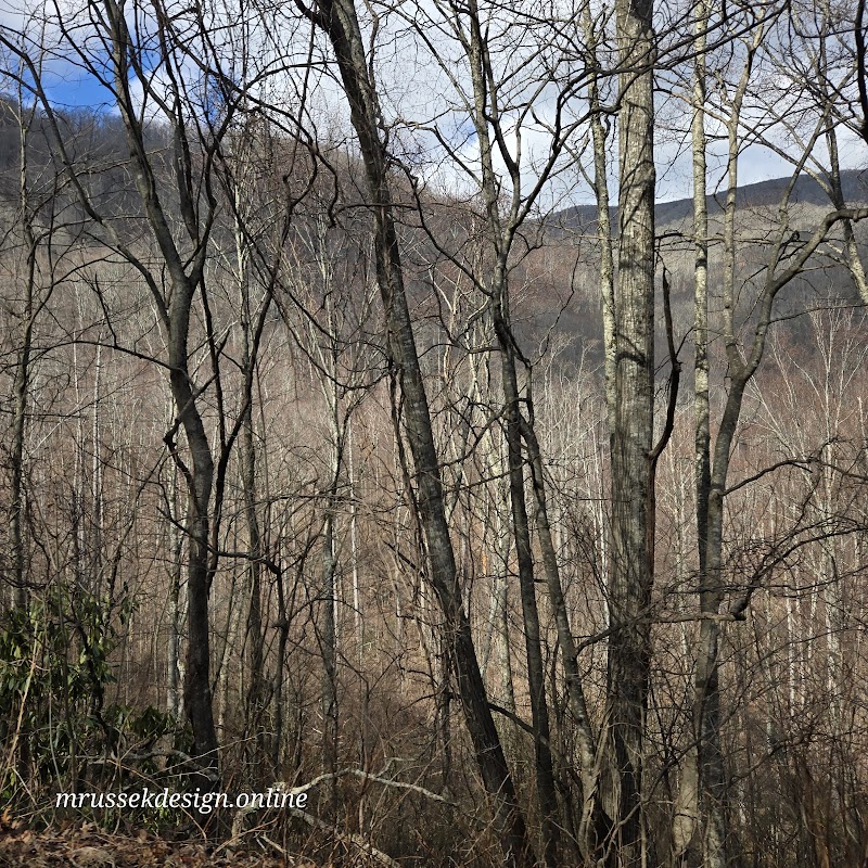 Discover the Natural Beauty of Rufus Morgan Trail outdoor detail