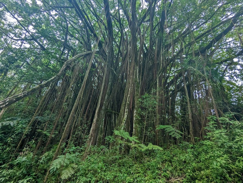 Waterfall Wonder: ‘Akaka Falls - ‘Akaka Falls
