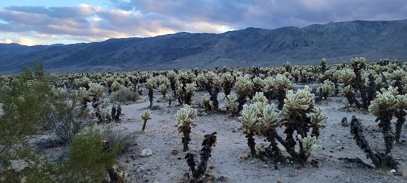 Desert Charm: Yucca Valley's Unique Landscape - Yucca Valley