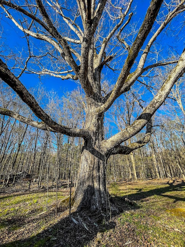 Exploring the Wonders of Bone Cave State Natural Area outdoor detail