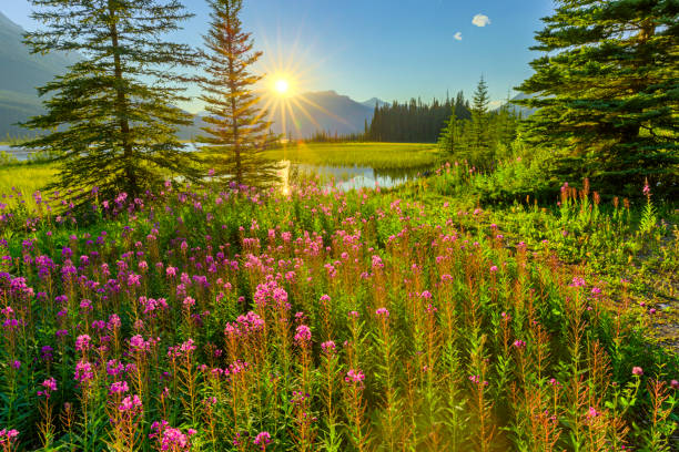 Alaska Mountain: A Washington Treasure - Alaska Mountain