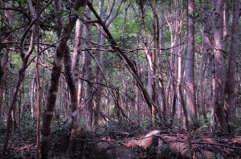 Nature's Haven: Gutian Nature Reserve - 古田自然保护区