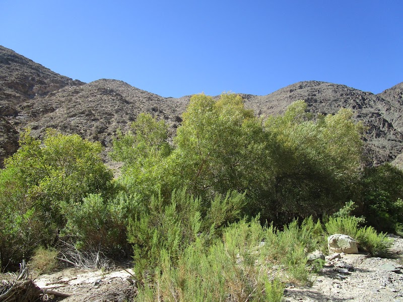 Darwin Falls: A Desert Oasis outdoor detail