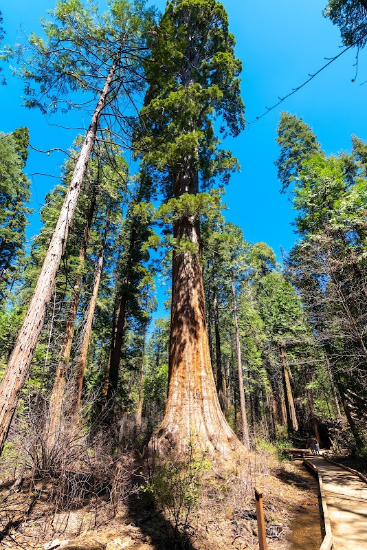 Discovering Stanislaus National Forest surrounding landscape