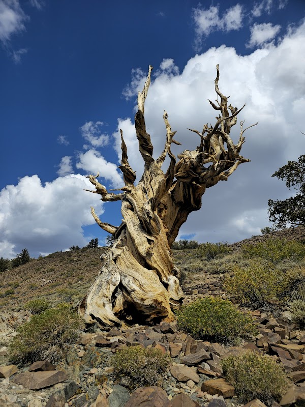 Wonders of the Ancient Bristlecone Pine Forest - Ancient Bristlecone Pine Forest Visitor Center