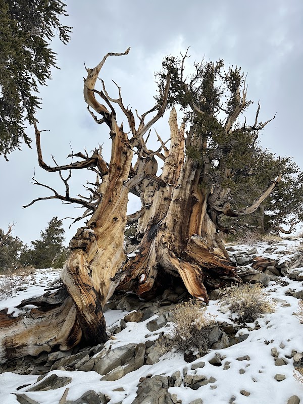 Wonders of the Ancient Bristlecone Pine Forest - Ancient Bristlecone Pine Forest Visitor Center