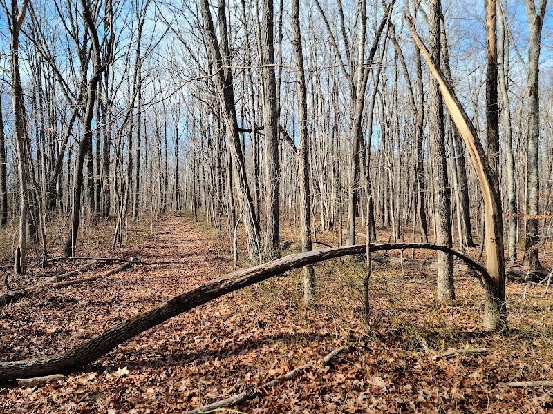 Discovering Franklin State Forest: A Natural Haven outdoor detail