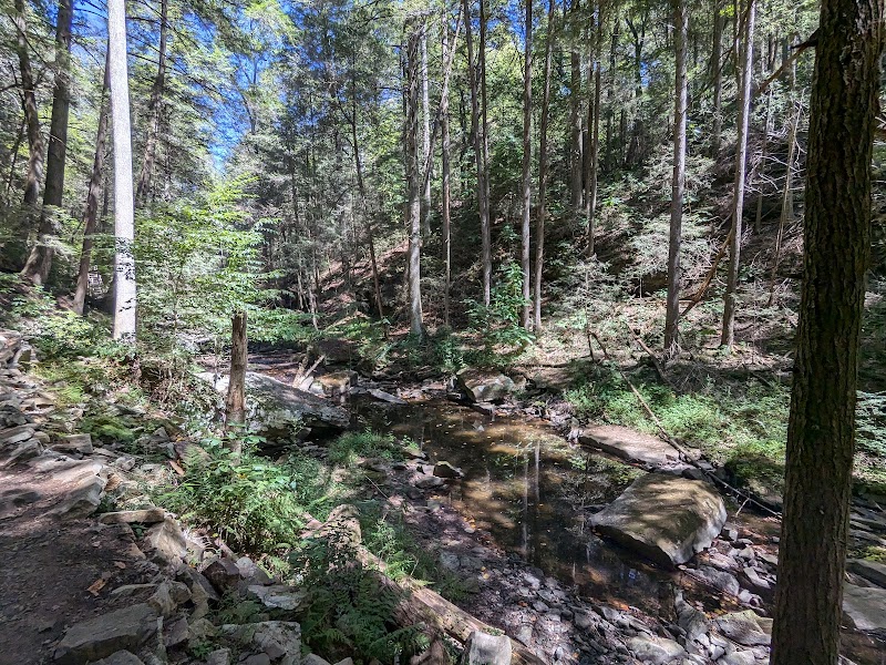 Discover Grundy Forest State Natural Area - Grundy Forest State Natural Area at South Cumberland State Park