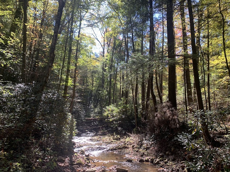 Discover the Wonders of Cherokee National Forest outdoor detail
