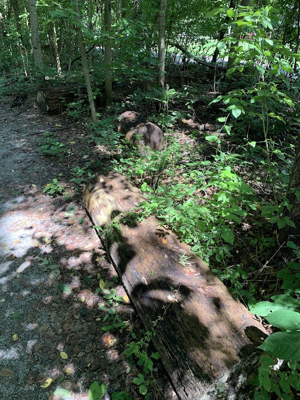 Discover the Wonders of Old Forest State Natural Area - Old Forest State Natural Area