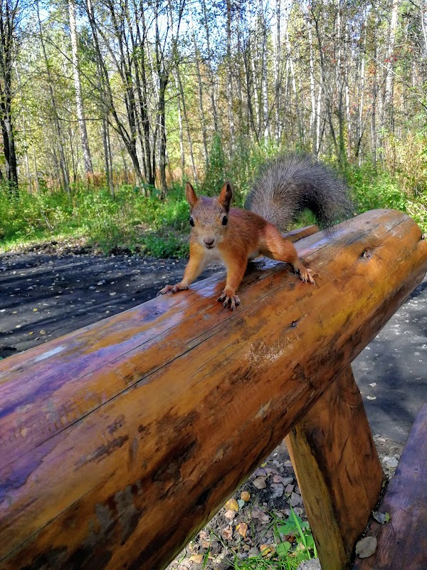Exploring the Natural Beauty of Chernyayevsky Forest - Chernyayevsky Forest