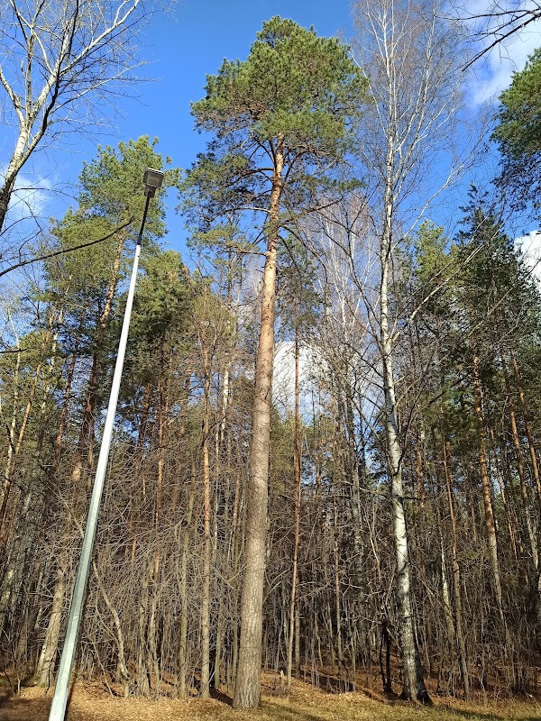 Exploring the Natural Beauty of Chernyayevsky Forest - Chernyayevsky Forest