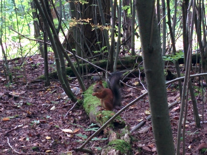 Exploring the Natural Beauty of Chernyayevsky Forest - Chernyayevsky Forest