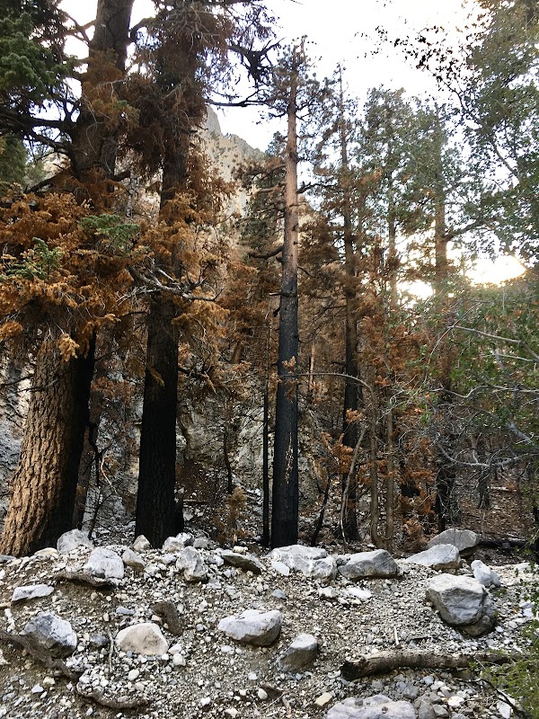 Big Falls: A Majestic Waterfall Retreat in Mt. Charleston surrounding landscape