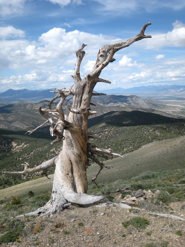 The Majesty of Ward Mountain - Ward Mountain