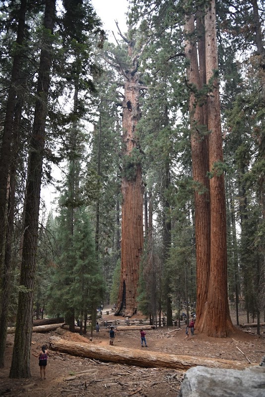 Majestic Giants of California: Giant Forest outdoor detail
