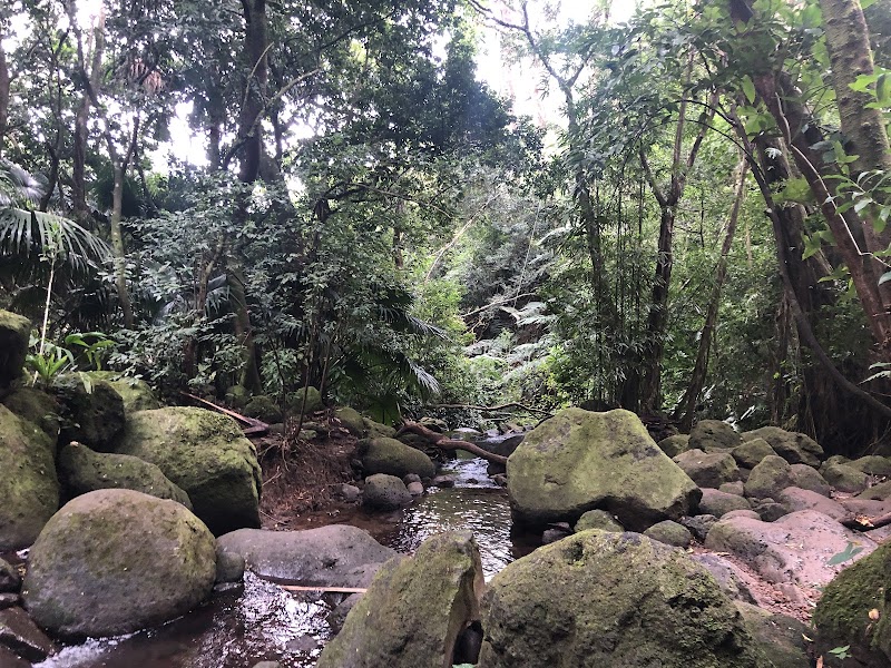 Discover the Serenity of Manoa Falls - Manoa Falls