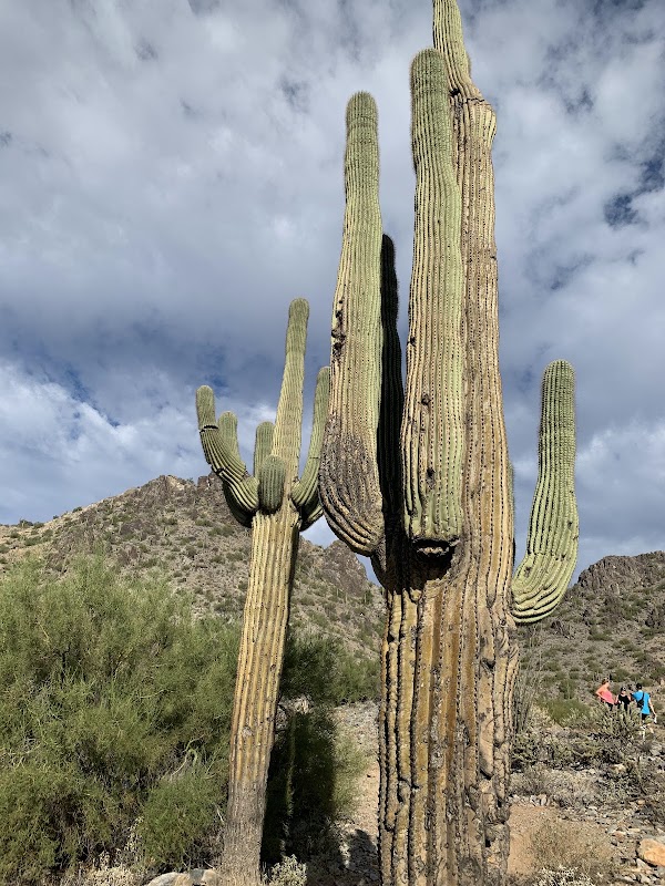 Hiking Piestewa Peak: A Desert Gem in Phoenix surrounding landscape