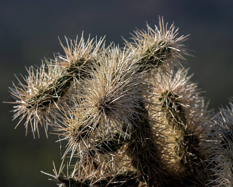 Desert Trails & Desert Tales: San Tan Mountain Regional Park outdoor detail