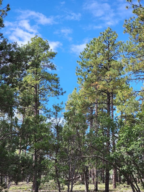Mingus Mountain: Arizona's Scenic Retreat surrounding landscape