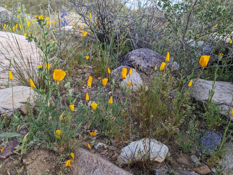 Discover the Beauty of McDowell Mountains surrounding landscape