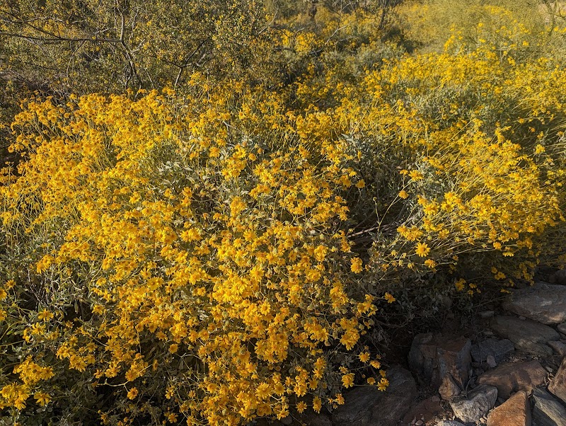 Discover the Beauty of McDowell Mountains outdoor detail