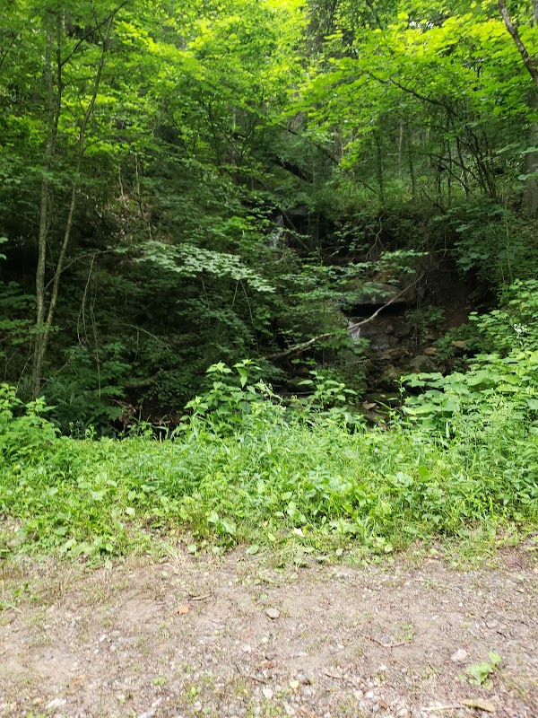 Nature’s Gem: Walker Falls surrounding landscape