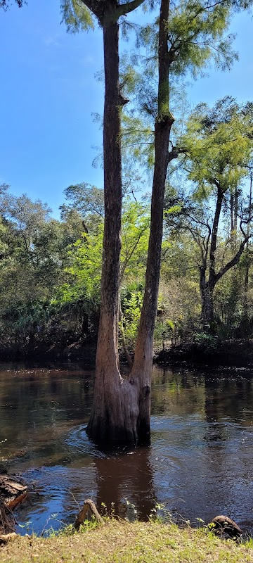 Experience Steinhatchee Falls: Florida's Hidden Gem - Steinhatchee Falls