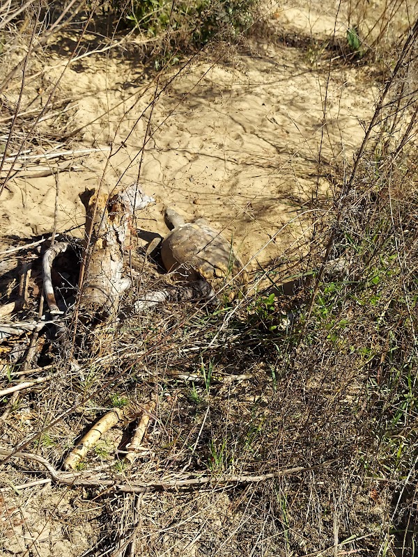 Exploring Hidden Waters Preserve's Enchanting Stream outdoor detail