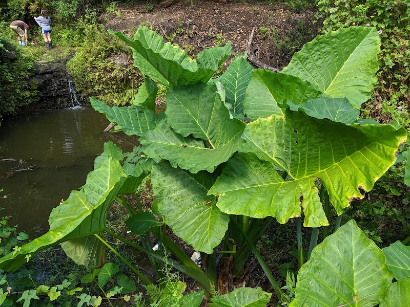 Waterfall Wonders at Bulls Bay Preserve surrounding landscape