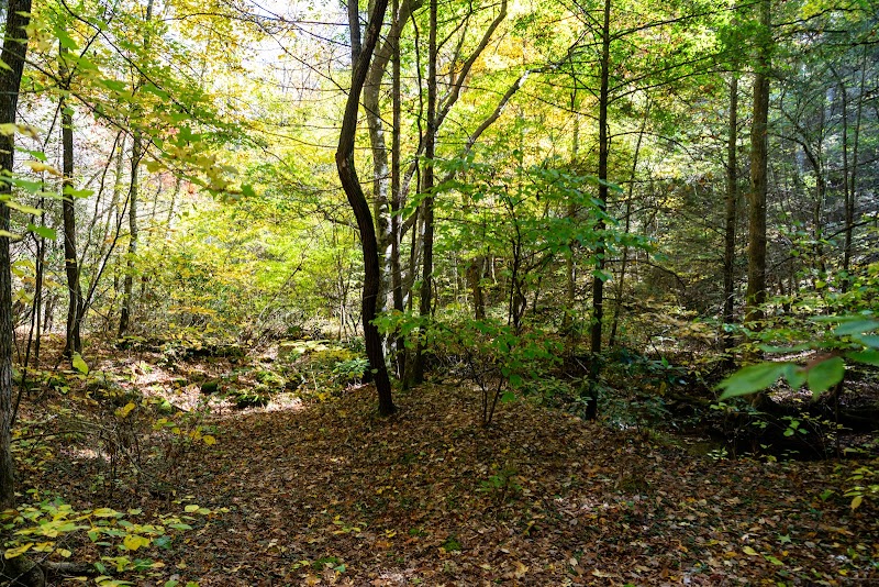 Natural Arch Scenic Area: A Marvel of Kentucky surrounding landscape