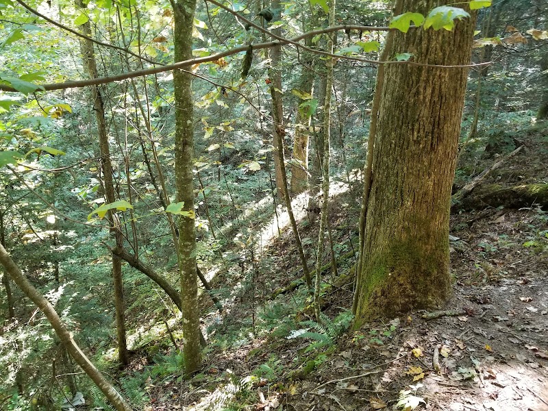 Natural Arch Wonder: Angel Windows Trailhead - Red River Gorge outdoor detail