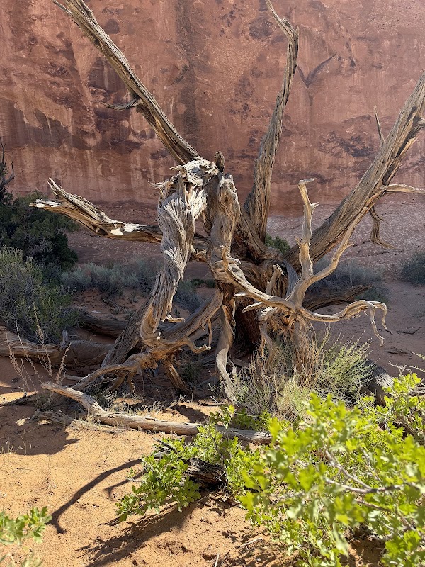 Natural Marvel: Pine Tree Arch outdoor detail