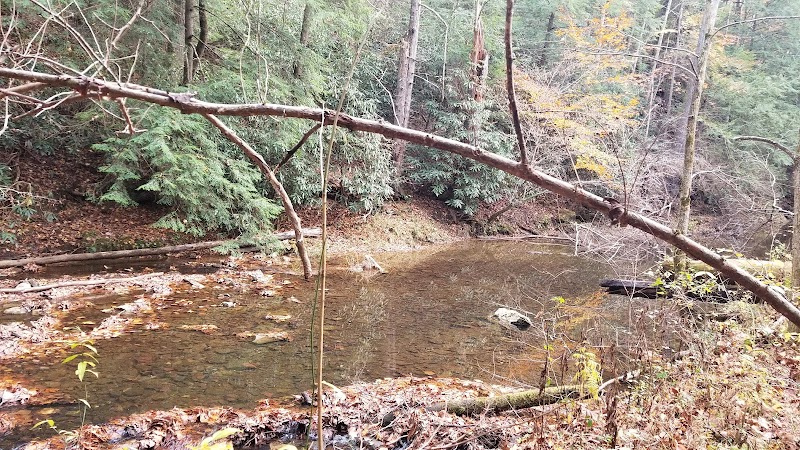 Red River Gorge: Nature's Wonder in Kentucky outdoor detail