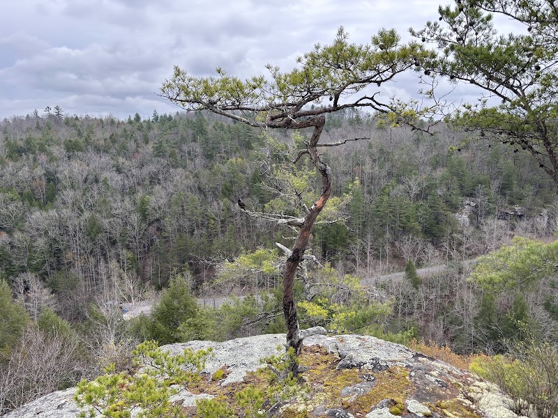 Nature's Serenity: Obed Wild And Scenic River outdoor detail